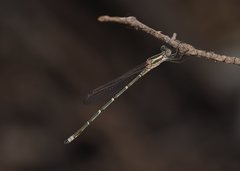 Austrolestes aridus