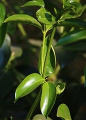Psydrax umbellata