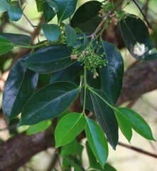 Psydrax umbellata