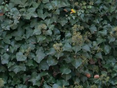 Hedera helix