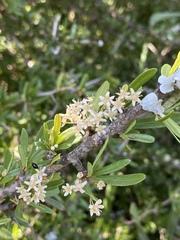 Gymnosporia polyacantha