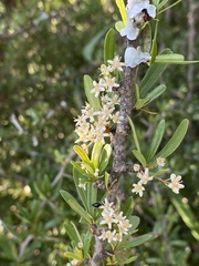 Gymnosporia polyacantha