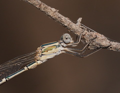Austrolestes aridus