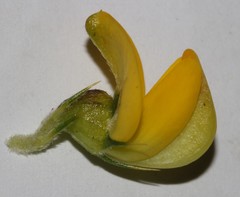 Aspalathus astroites