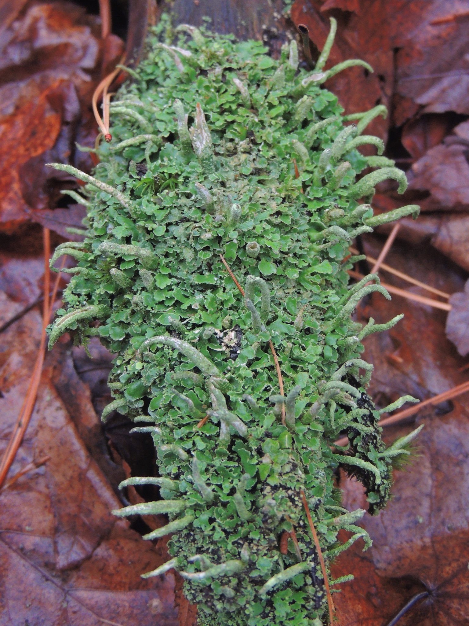 Cladonia coniocraea image