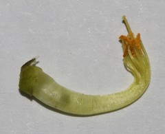 Aspalathus astroites