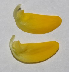 Aspalathus astroites