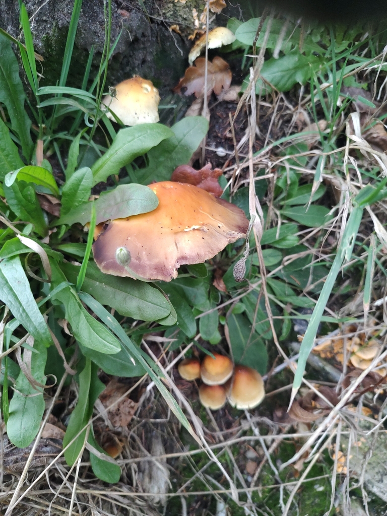 Hypholoma fasciculare · November 2025 · photo: © petereriksen (iNaturalist, cc-by)