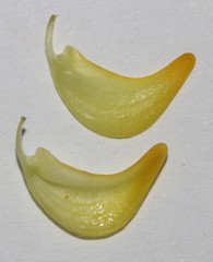 Aspalathus astroites