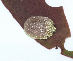 Paropsis aegrota elliotti