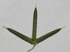 Aspalathus astroites