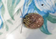 Paropsis aegrota elliotti