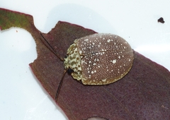 Paropsis aegrota elliotti