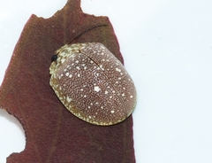 Paropsis aegrota elliotti