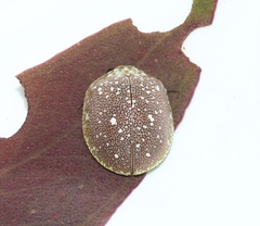 Paropsis aegrota elliotti