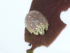 Paropsis aegrota elliotti