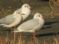 Chroicocephalus ridibundus