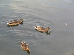 Anas platyrhynchos