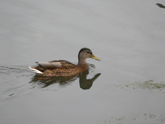Anas platyrhynchos