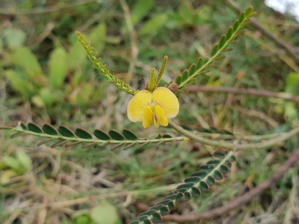 Sesbania procumbens (Roxb.) Wight & Arn. 3