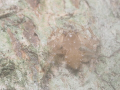 Eriovixia laglaizei