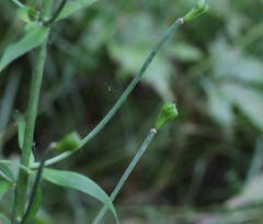 Lilium debile