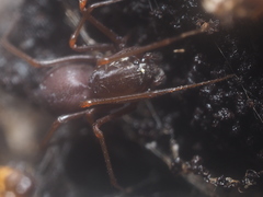 Scytodes fusca