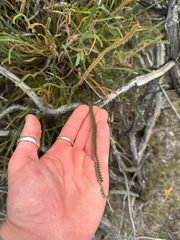 Banksia nivea, photograph (c) Tyler Anthony, some rights reserved (CC BY)