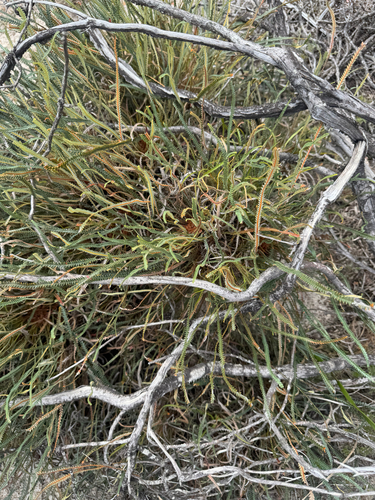Banksia nivea, photograph 6