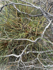 Banksia nivea, photograph (c) Tyler Anthony, some rights reserved (CC BY)