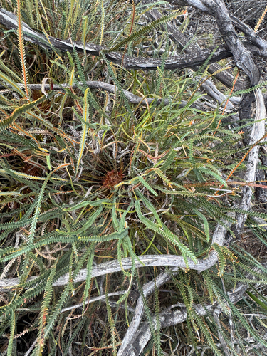 Banksia nivea, photograph 4