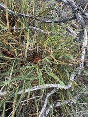 Banksia nivea, photograph (c) Tyler Anthony, some rights reserved (CC BY)