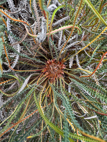 Honeypot Dryandra (Banksia nivea)