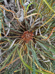 Banksia nivea, photograph (c) Tyler Anthony, some rights reserved (CC BY)