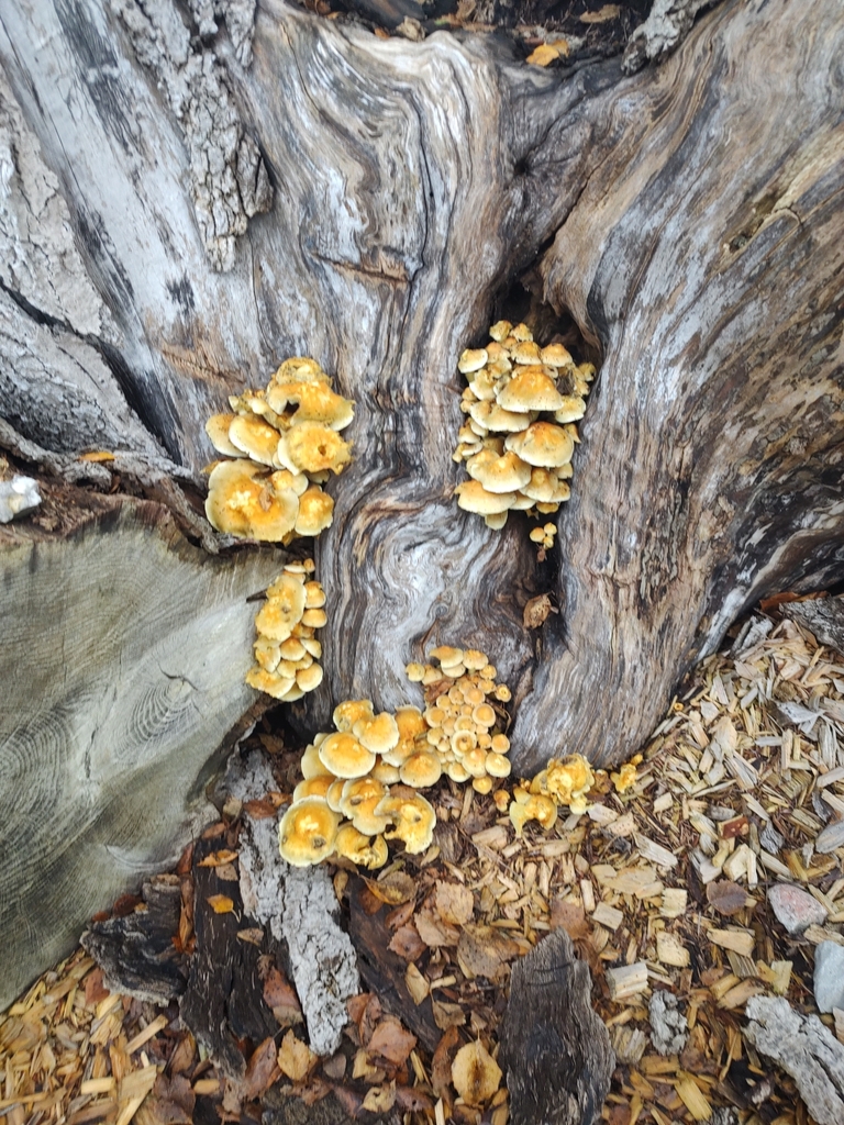 Hypholoma fasciculare · November 2025 · photo: © petereriksen (iNaturalist, cc-by)