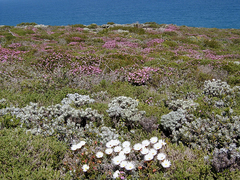 Helichrysum lancifolium