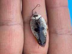 Gyna caffrorum
