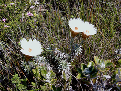 Helichrysum lancifolium