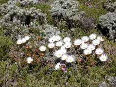 Helichrysum lancifolium