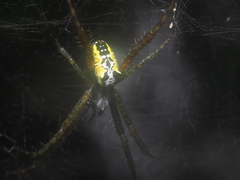 Cyrtophora cylindroides