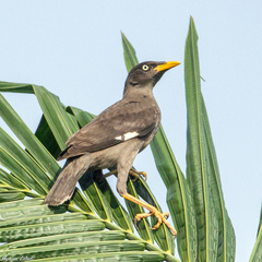 Acridotheres javanicus