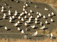 Chroicocephalus ridibundus