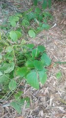 Dioscorea hispida