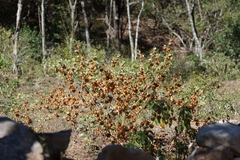 Physalis nicandroides