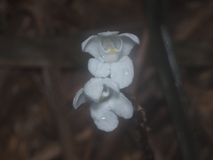 Didymoplexis pallens