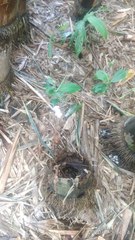 Didymoplexis pallens