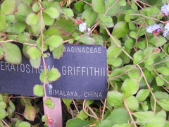 Ceratostigma griffithii
