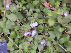 Ceratostigma griffithii
