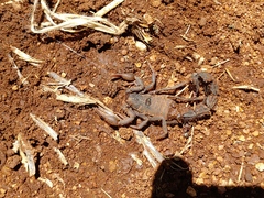 Parabuthus transvaalicus