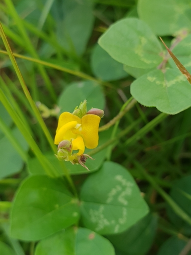 Rice bean (Vigna umbellata)